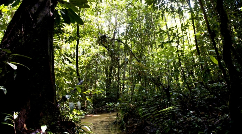 igarape-rio-amazonas