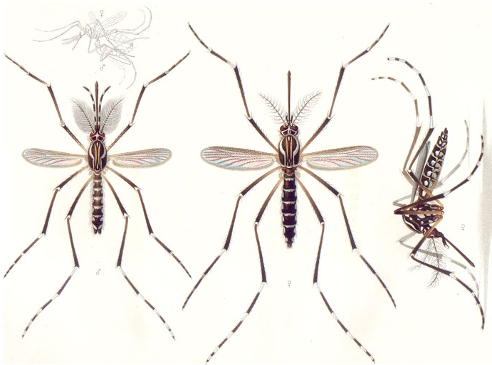 imagem do zika vírus