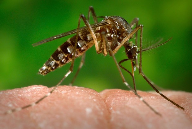 Aedes aegypti é o mosquito responsável por transmitir zika